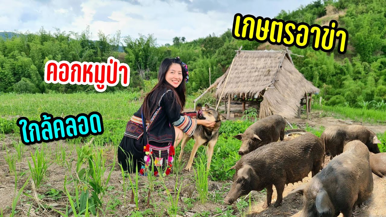ขี่มอไซด์เลาะเขาชมคอกหมูป่าตั้งท้องใกล้คลอดกับหนองปลาลานตาเยิ้มอัพเดทใหม่เตรียมปลูกข้าว #วิถีฤดูฝน40