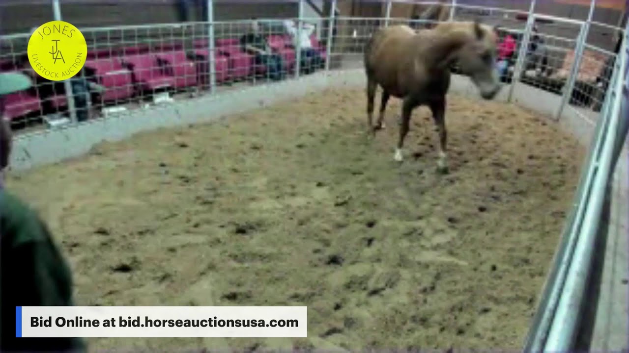 Jones Livestock Auction - Jones, Oklahoma