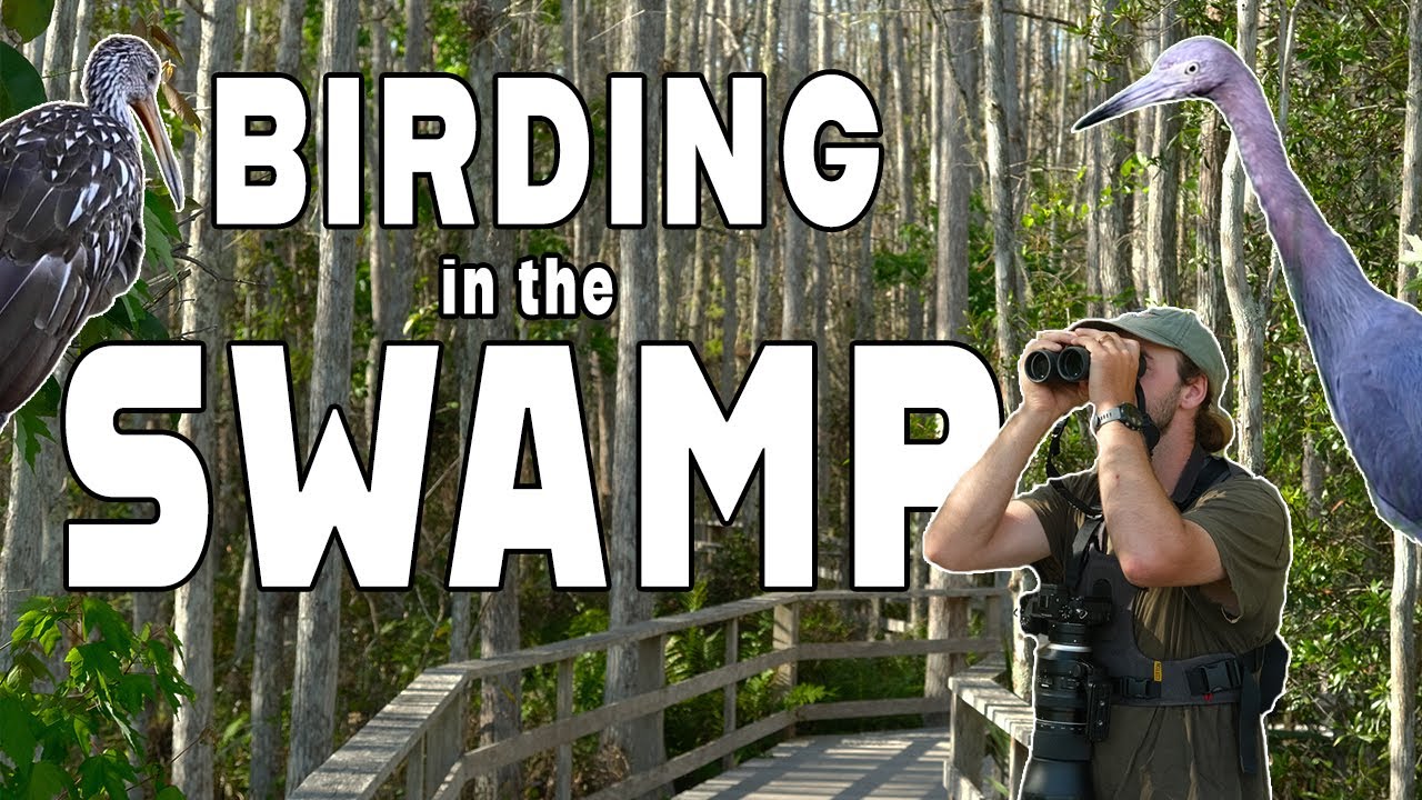 I went birding at Corkscrew Swamp