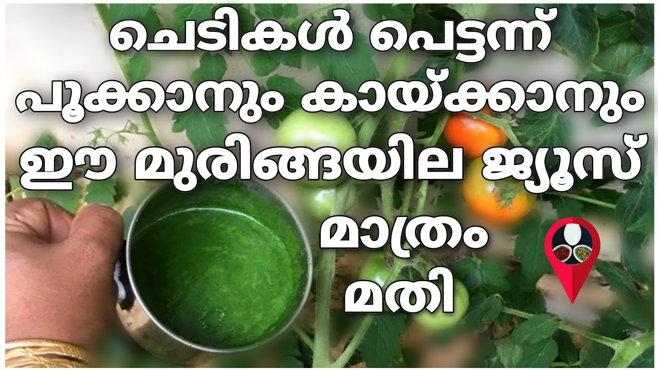 ഒരു പൂവും കൊഴിയില്ല ഇനി, 100 മേനി വിളവുറപ്പ് | Prs kitchen krishi tips videos | Farming cultivation