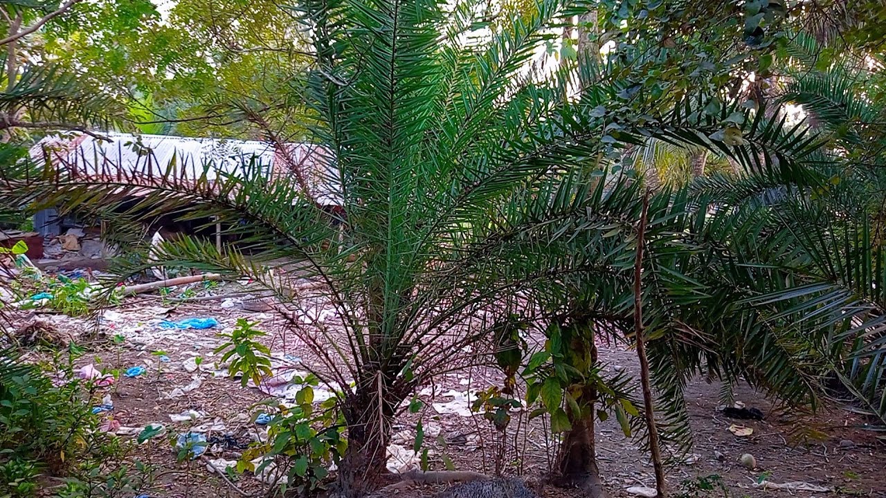 🥀কে কে খেজুর গাছ কে মিস করেন😩💔 আসসালামু আলাইকুম কেমন আছেন সবাই চলে আসুন আড্ডা দিতে ♥️