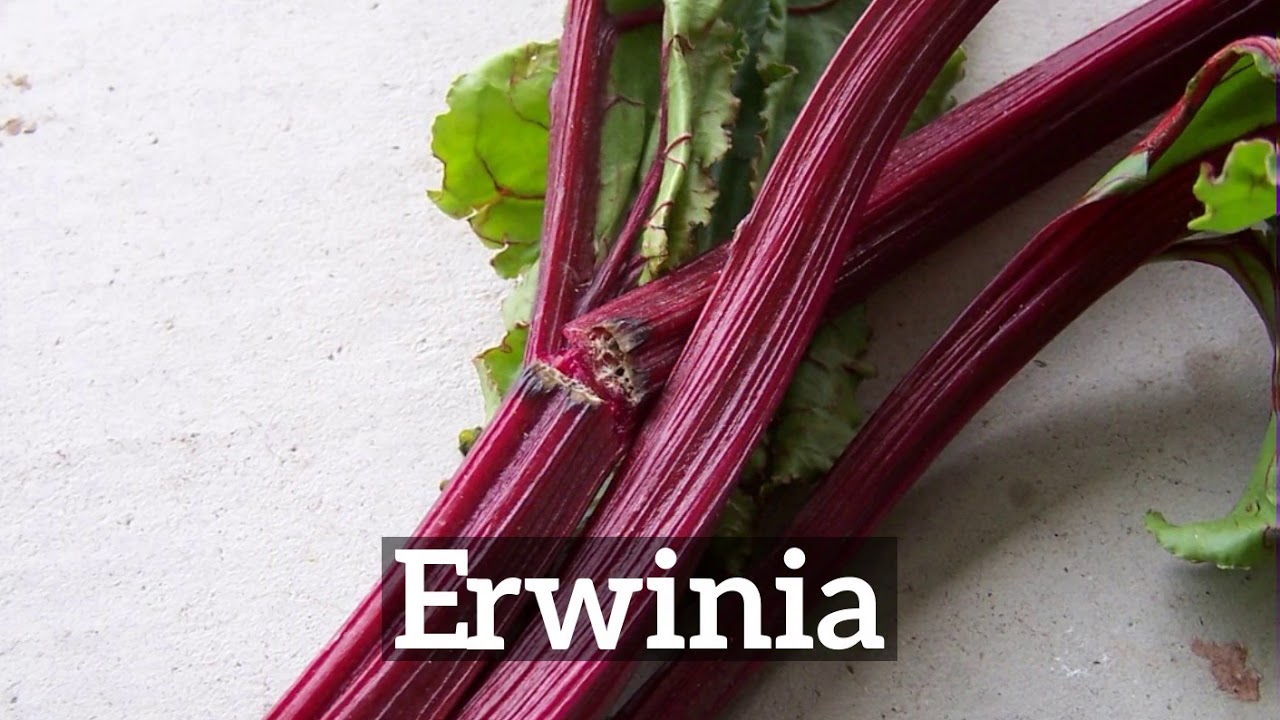 How Does Erwinia Look? | What is Erwinia? | How to Say Erwinia in English?
