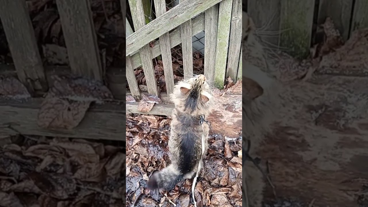 Котик