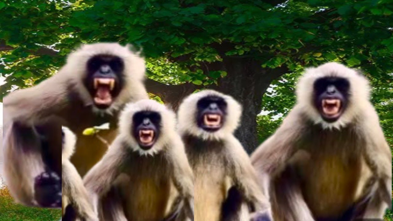 || Jab Duniya Thukra De To Khud Hi Apna Sahara Ban jana Chahiye Langur Ji ||