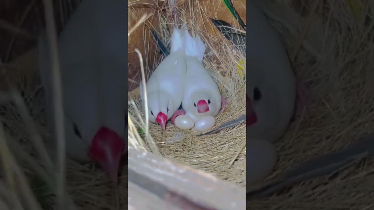 White Java Breeding | breeding progress | Java | #java #breeder #pair #chicks #parrot