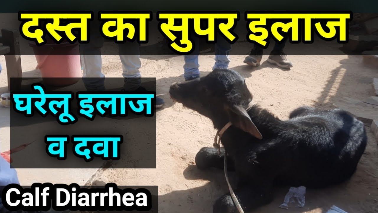 गाय भैंस के बच्चे को दस्त की दवा Buffalo Cow Calf Diarrhea / cow buffalo ke bache ke dast ka ilaj