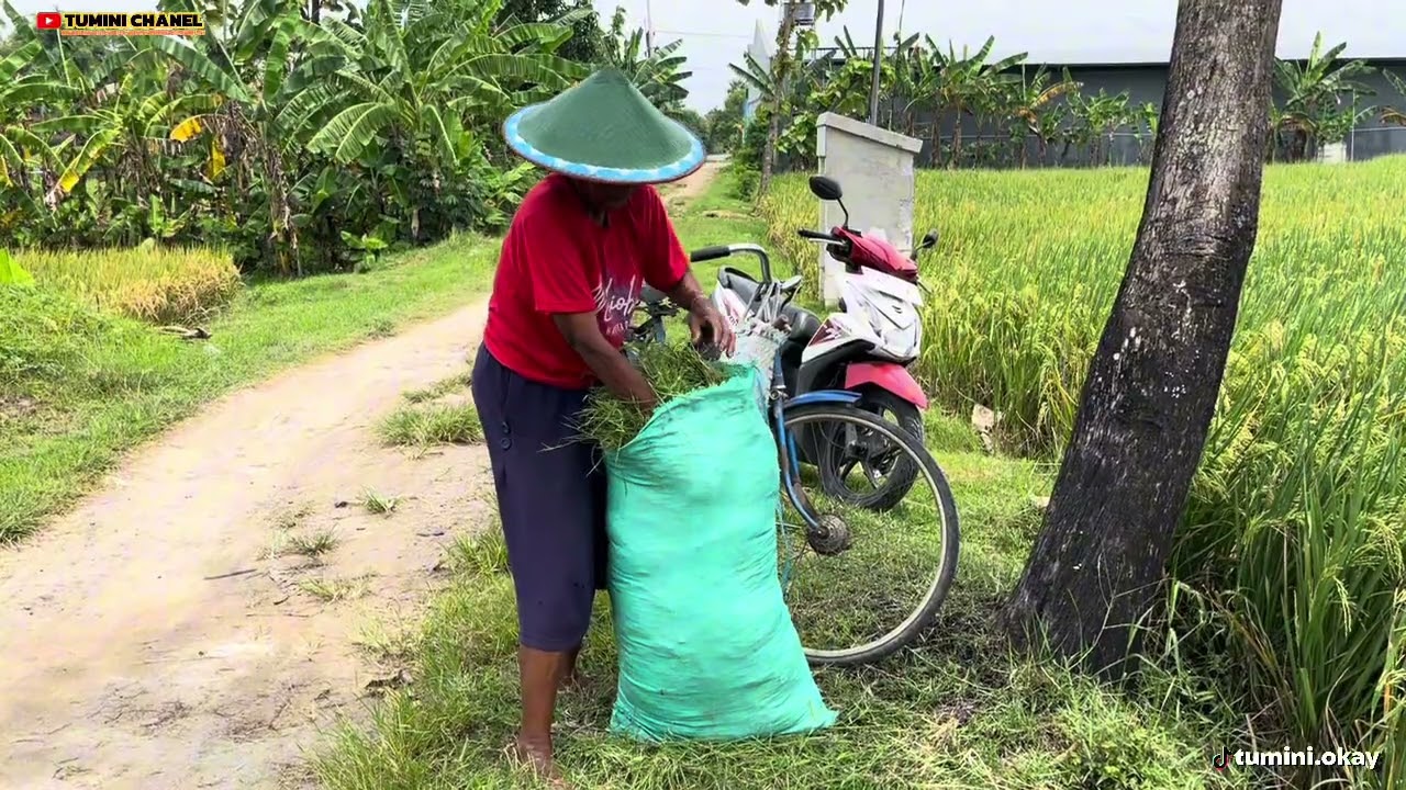 MBOK SINEM LAGI NGARET