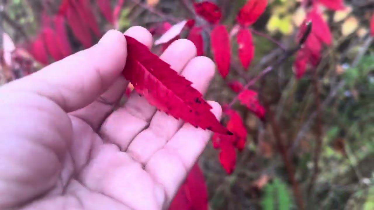 خريف كندا 2025