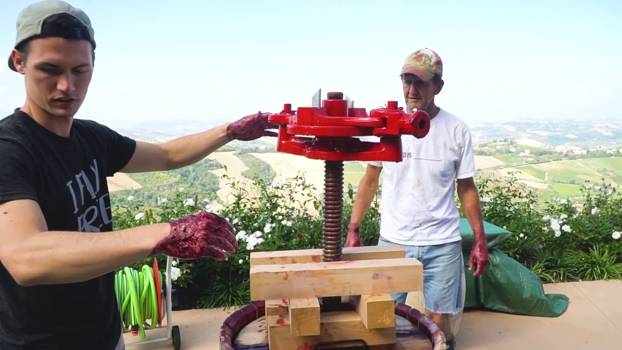 MAKING WINE IN ITALY! The Whole Process