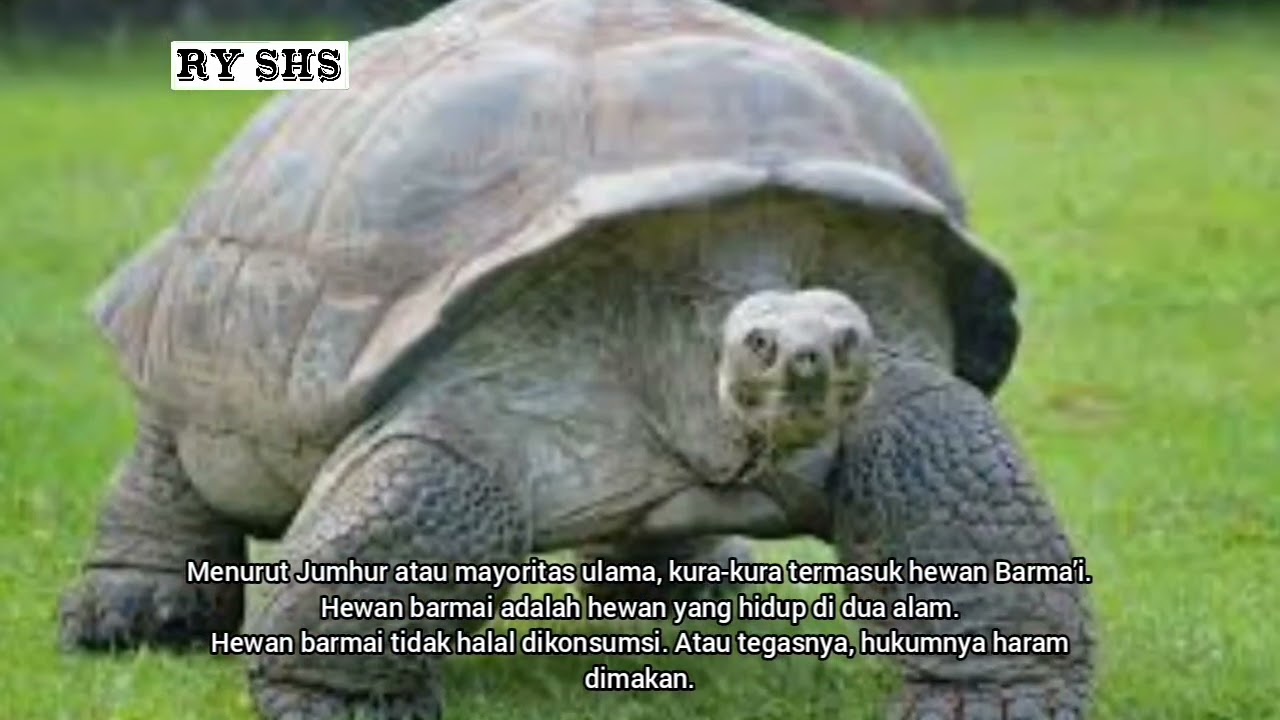 BAGAIMANA HUKUMNYA MAKAN KURA-KURA #2023 #dakwah #islam #ryshs