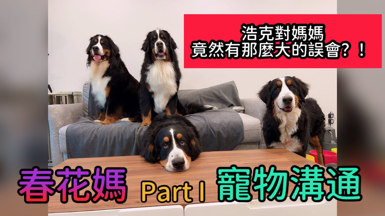 【伯恩山聯萌】春花媽 - 寵物溝通 Part I 🐶 Pet Communication