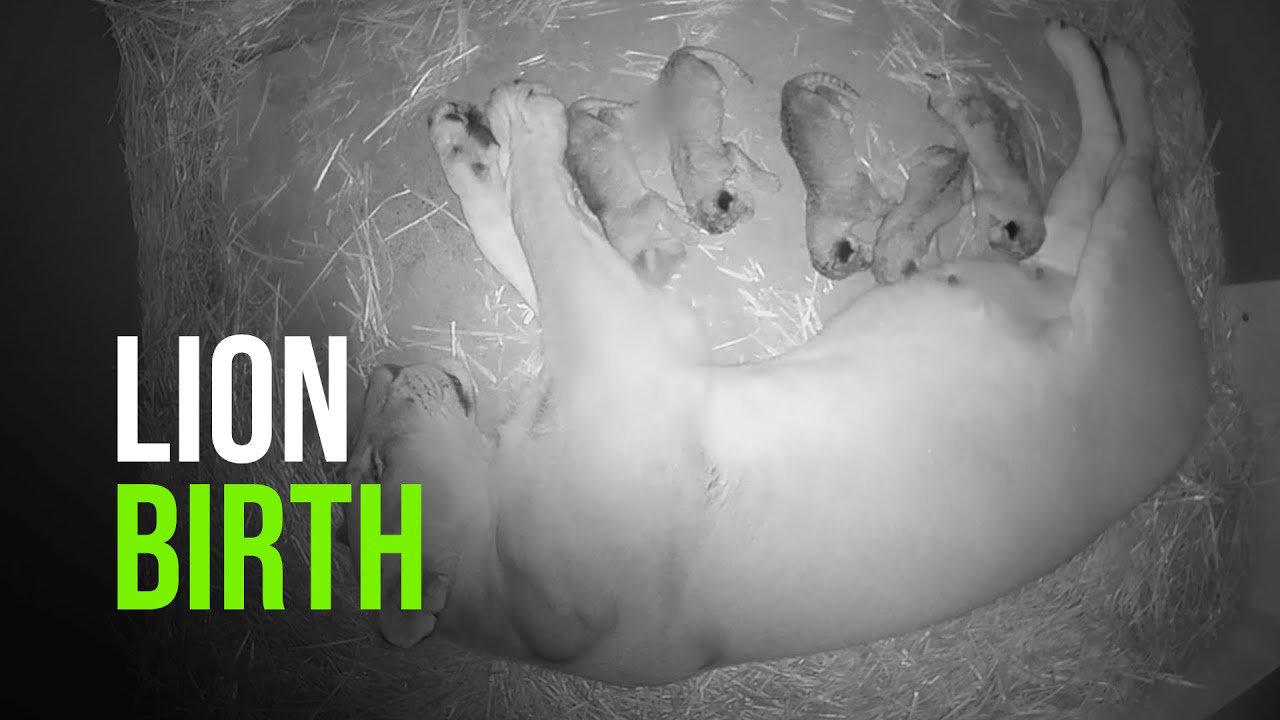 Taronga Zoo Sydney Announces The Birth Of Five African Lion Cubs And Brand New Cub Cam