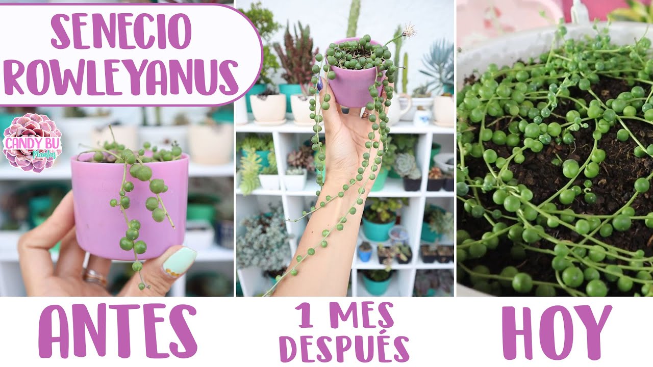 SENECIO ROWLEYANUS Cuidados, riego, sol o sombra, cómo hacerla crecer│Candy Bu