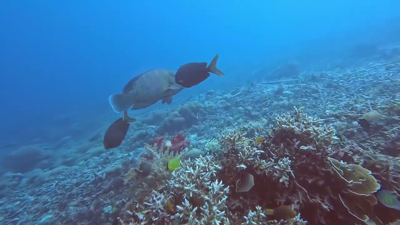 2025_11 Raja Ampat, Lolosi Reef, Arborek, Manta Sendy