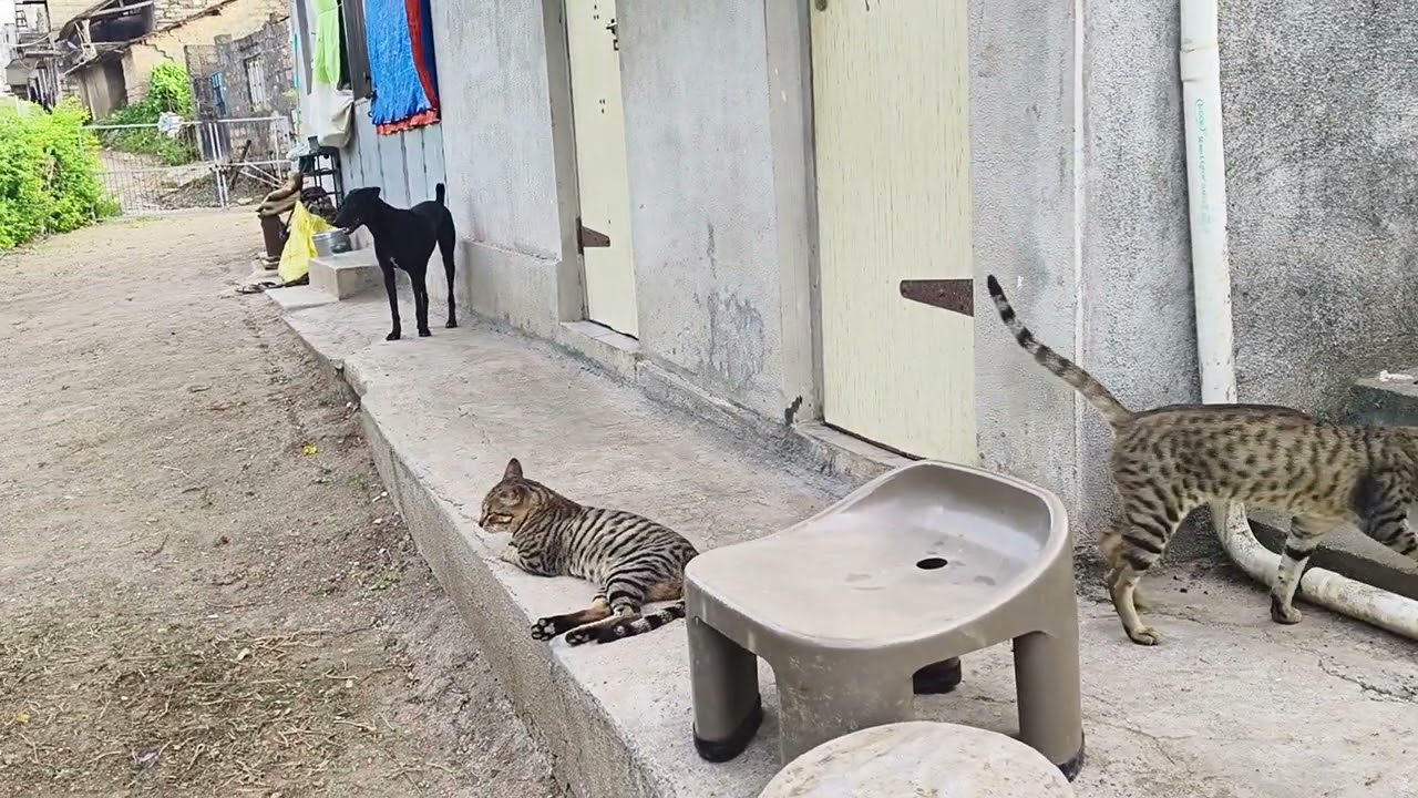 How funny animals video | funny cats and dogs | buffalo