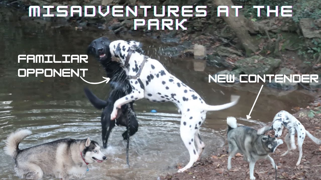 Dogs Playing and Fighting at Park: Dalmatian Boxing Husky and Black Dog, Dogs Growling and Playing