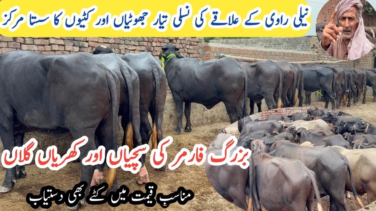 Top High Standard Business Ideas |Nali Ravi Katti(Jhotian)Farming || Katta Fattening Karobar 