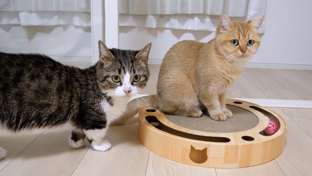 Cats Coco and Mimi are happy to see their grand-kittens grow up...