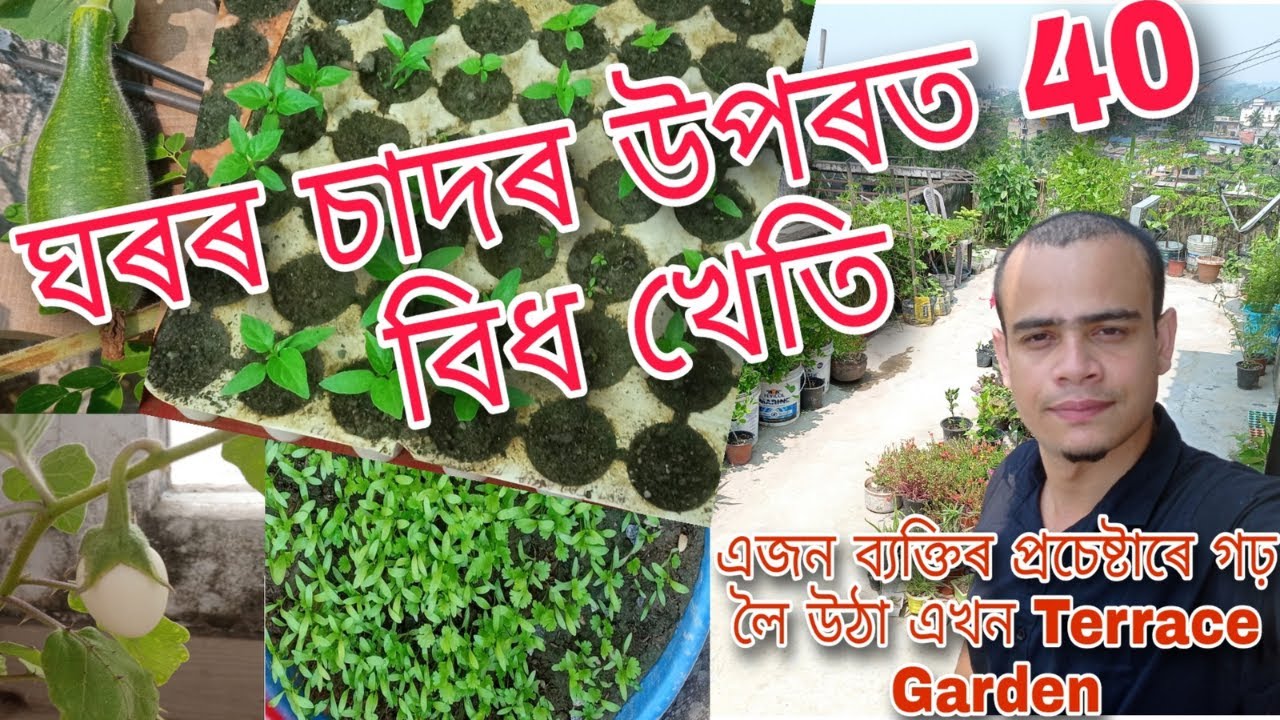 চাদৰ উপৰত‌ এখন শাক পাচলিৰ বাগিচা #assam #assamesevlog #terracegarden #newvlog @terracegardening