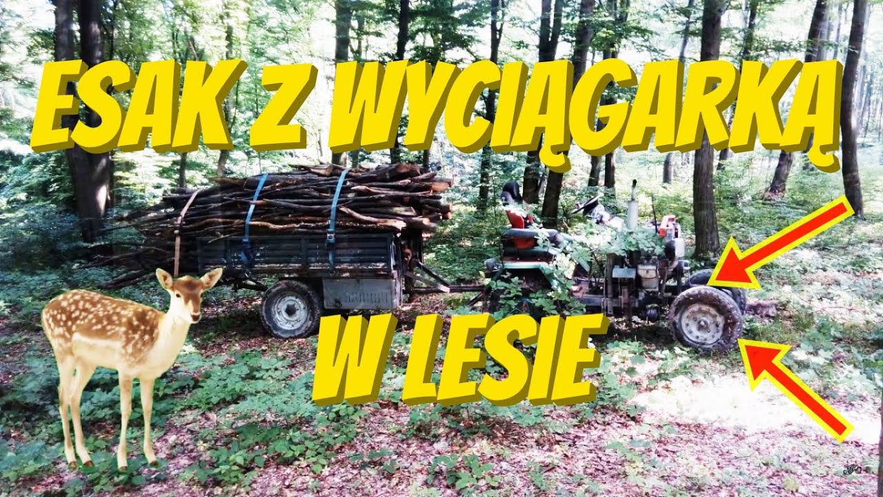 Esak, wyciągarka i las