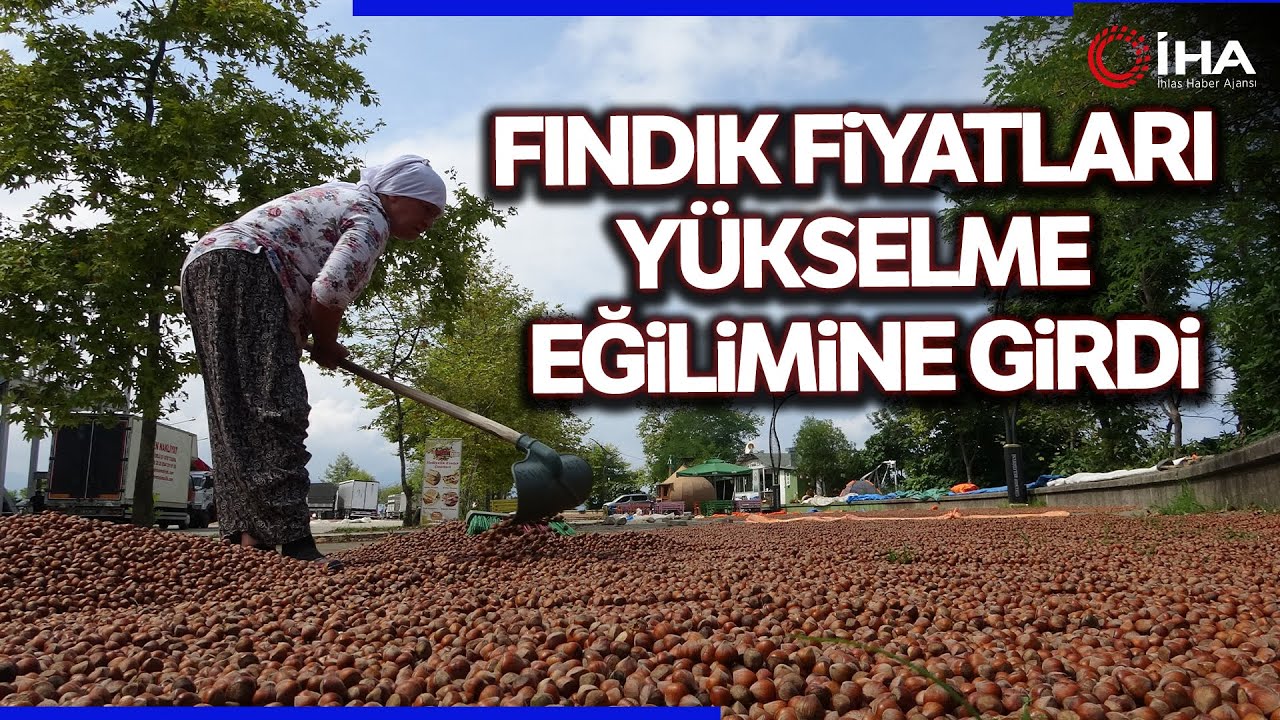 Serbest Piyasada Fındık Fiyatları Yükselme Eğilimine Girdi