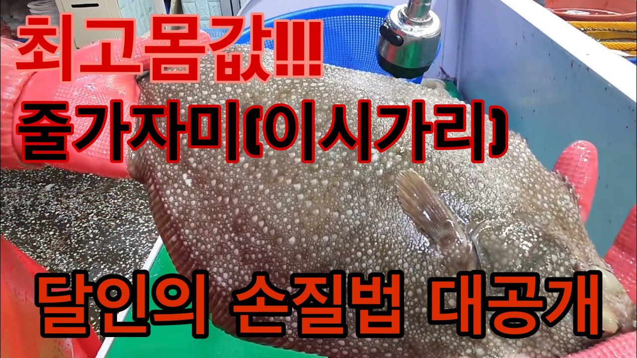 [최고 몸값 줄가자미(이시가리,사메가레이)회 손질의 정석 1편] 아무도 가르쳐 주지 않는 손질법 처음부터 끝까지 공개합니다. How to fillet Roughscale sole