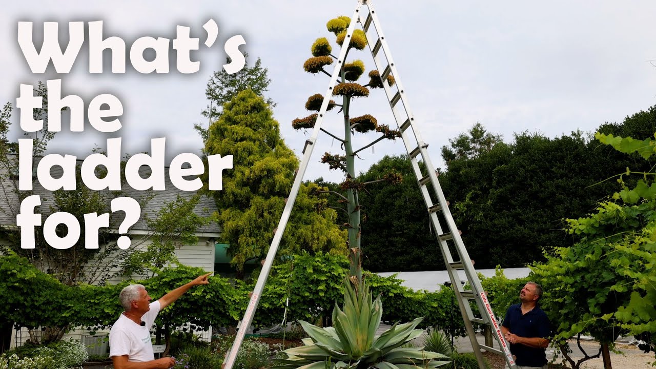 Mostly Native Garden Plants with Tony Avent - Agave, Alstroemeria, Ginger Lily, Hibiscus, and more..
