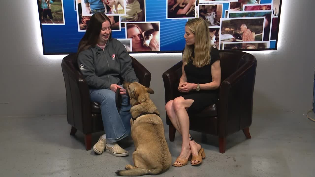Pet of the Week: Marshall