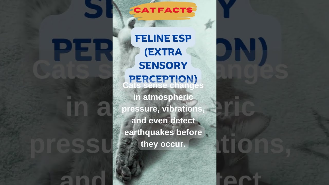 CAT FACTS: Feline ESP (Extra Sensory Perception)