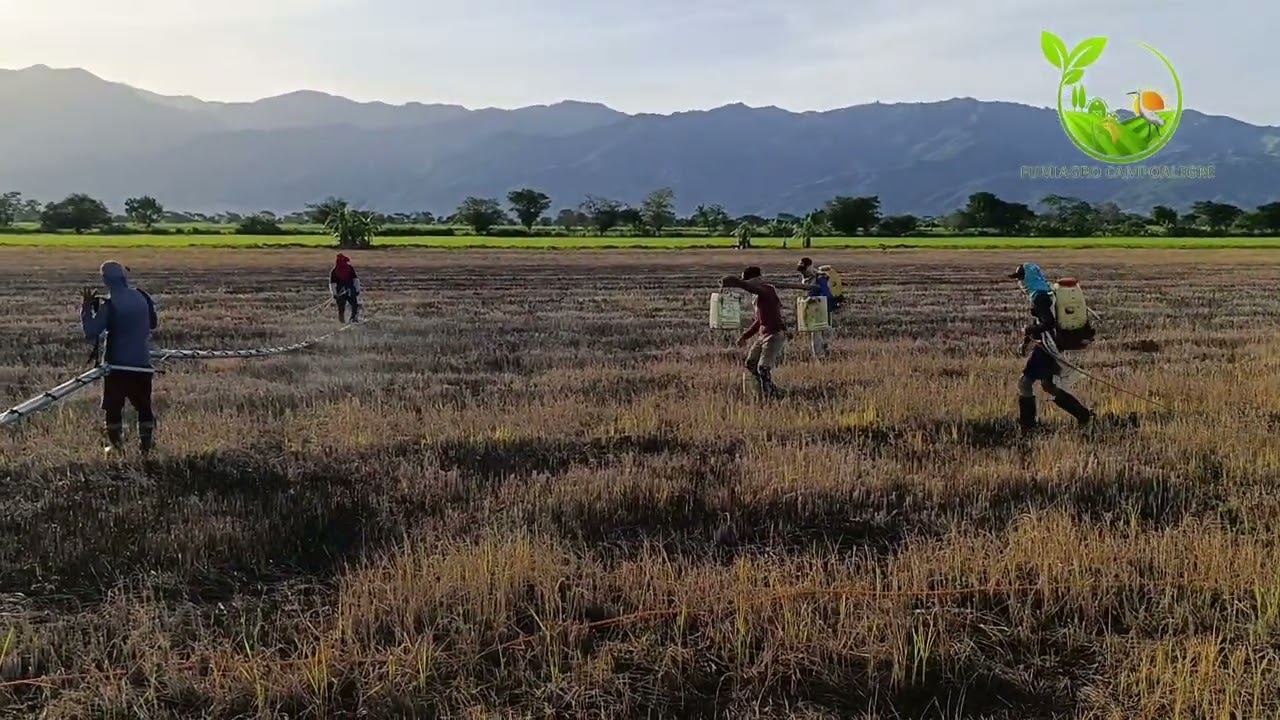 aplicando un paraquat para sembrar