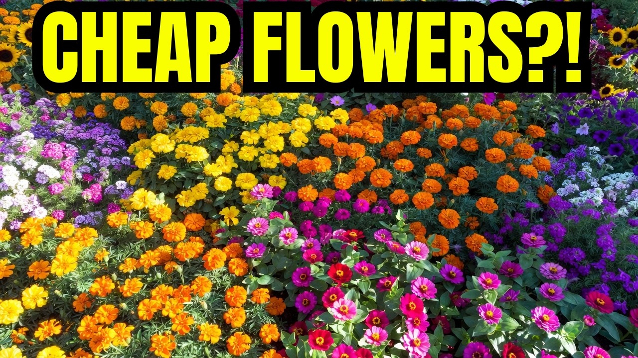 😍7 Low Cost Annuals That Provides Colors All Season For Tiny Budget 👍
