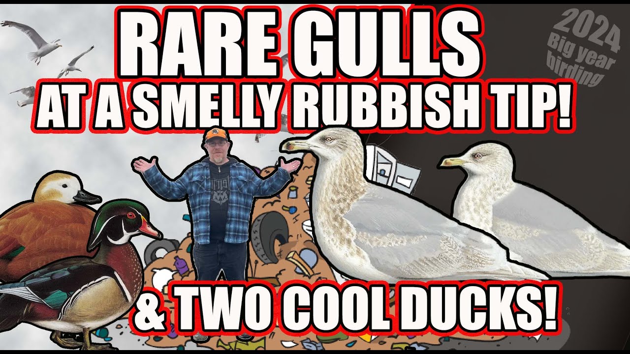 RARE GULLS AT A SMELLY RUBBISH TIP!