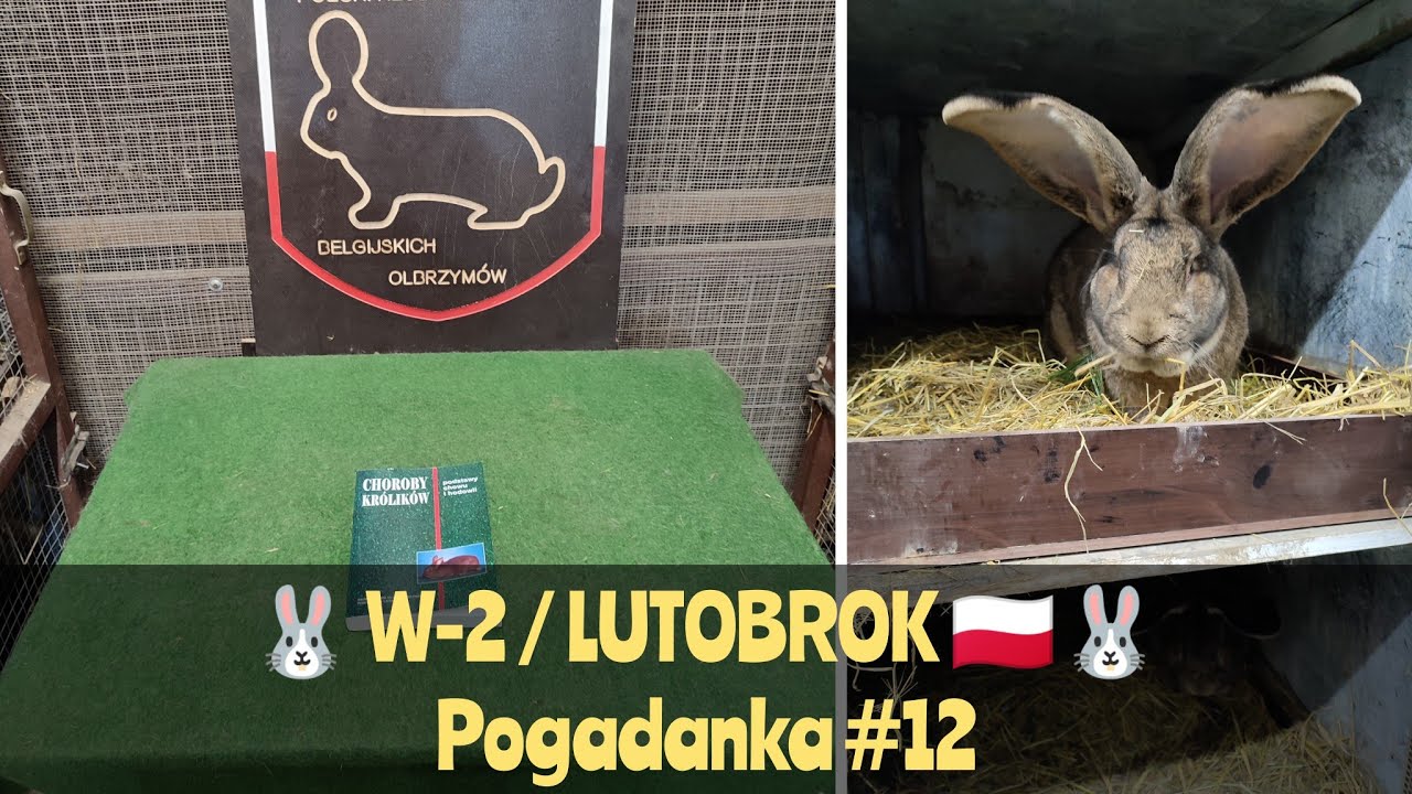 Trzy pasożytnicze choroby królików jak postępować? Potocznie nazywane - 