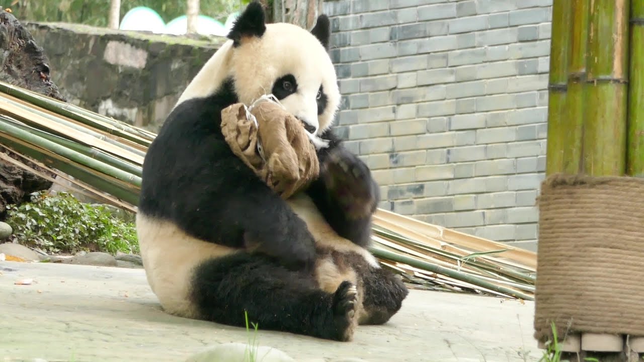 不幸截肢的熊貓，它堅強勵志的故事感動了費翔～The story of a panda with amputation moved Christian Rand Phillips～