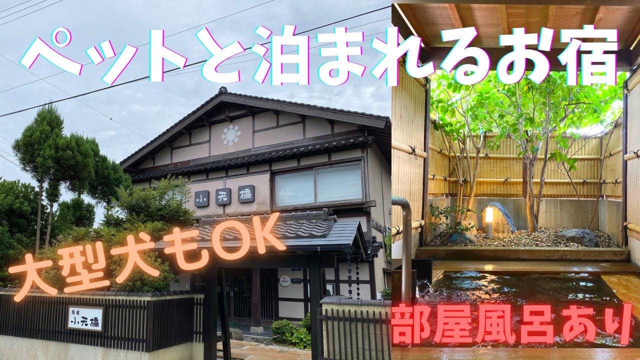 【ペットと泊まれる宿】久美浜の温泉郷にある旅館【小天橋】にわんこを連れて宿泊した。vlog　　Go to a hot spring inn with a dog