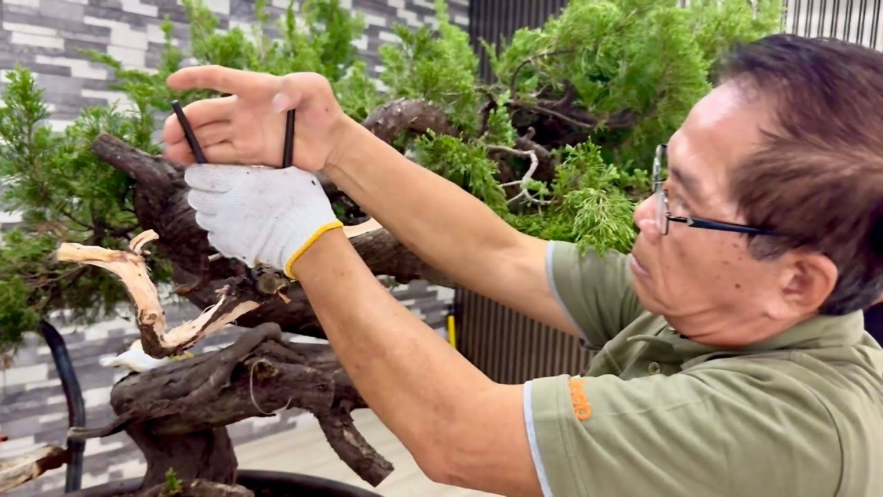 Bonsai Master ng Taiwan, Magtuturo pano mag Bonsai ng 50 Yrs Old Junifer Tree
