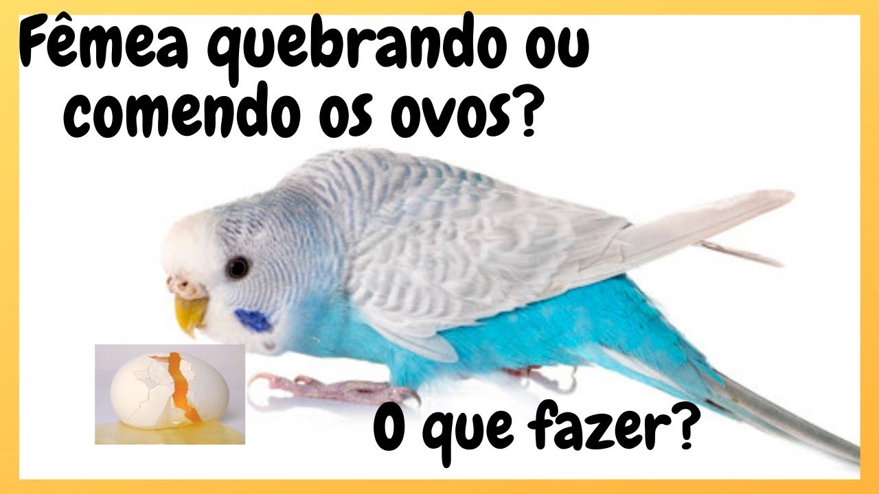 Periquito australiano comendo os ovos? falta de cálcio? Veja o que fazer para acabar com isso!