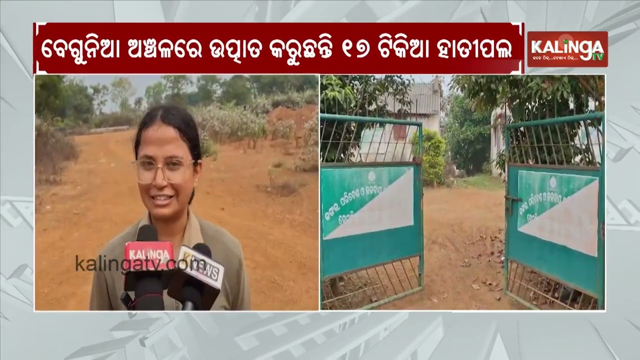 17 herd of elephants creates havoc in Begunia | Kalinga TV