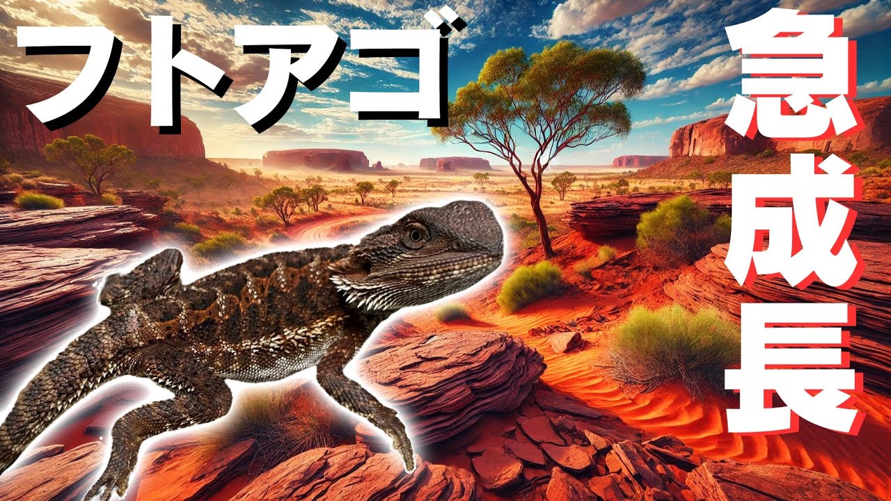 ついに黒松、倍速で成長し始める！【フトアゴヒゲトカゲ】