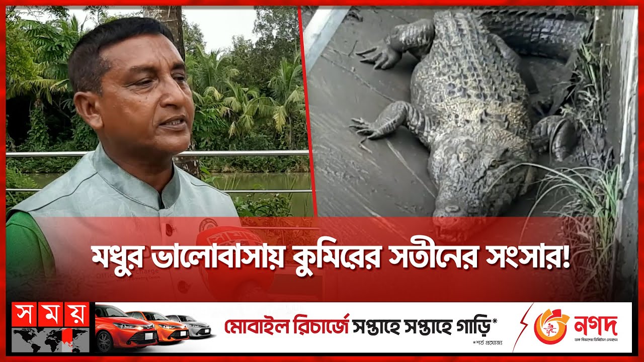 হিংস্র প্রাণির সাথে বন্ধুত্ব, ডাকে সাড়া দেয় বনের কুমির | Mongla News | Crocodile | Somoy TV