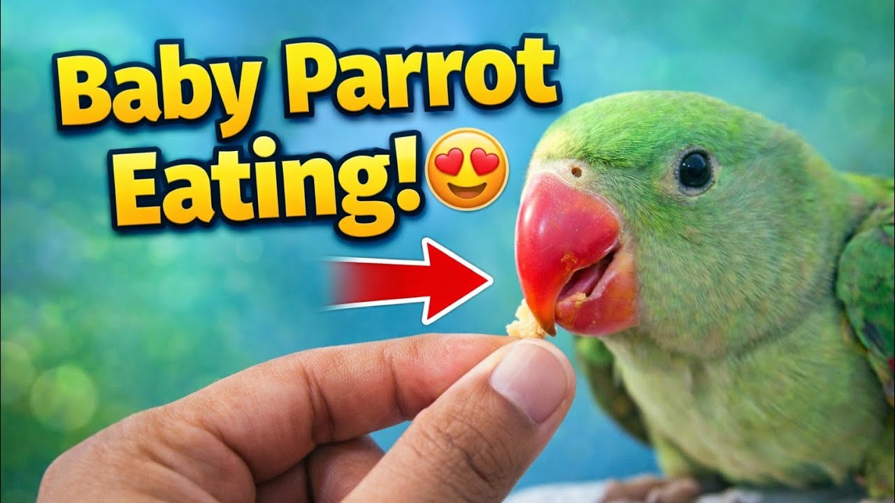 (Baby parrot) eating.#mattuvandi #shorts #parrots 