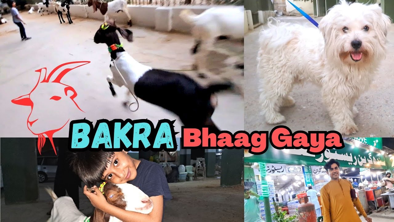 Bakra Bhaag Gaya | Fahad Butt | Vlogs