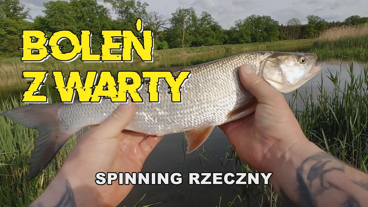 Spinning rzeczny na Warcie - BOLEŃ, OKOŃ I SZCZUPAK #BEZmapy 13