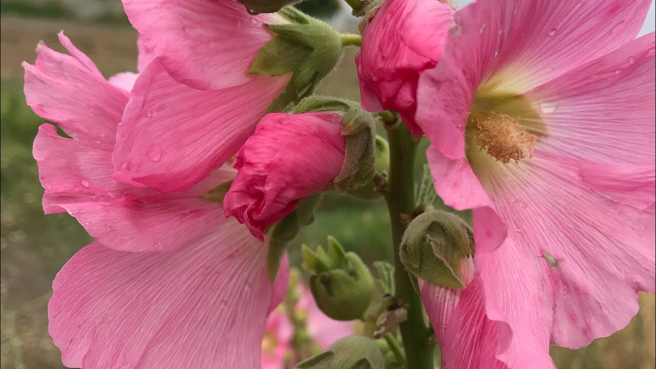 Hatmi çiçeği faydaları  gülhatmi,silindir çiçeği,Hilmiye,ayşecik,fatmacık,( Althaea officinalis )