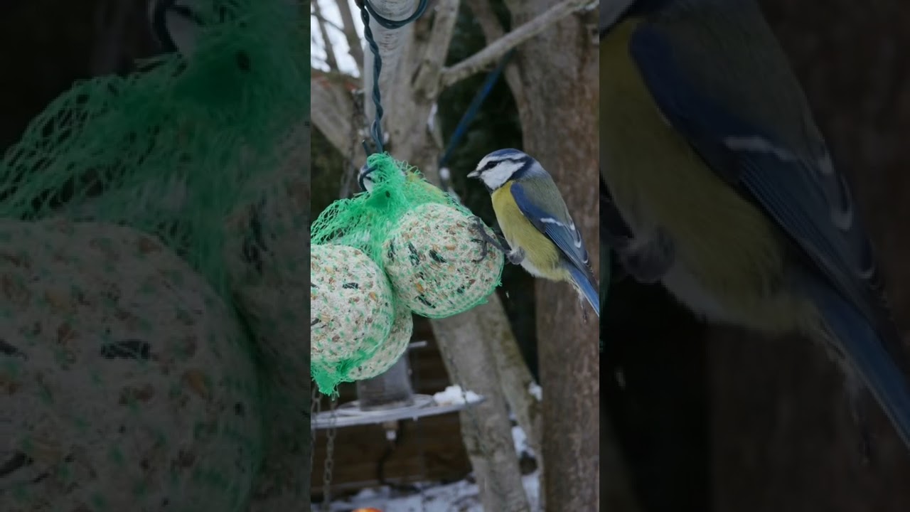 Birds pecking at a round ball full of grain || birds eating seeds || wild flora & fauna || #shorts