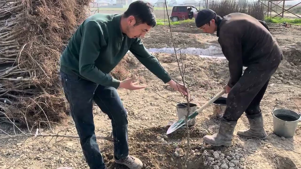 Интенсивдуу алма бак куруу мады Ош