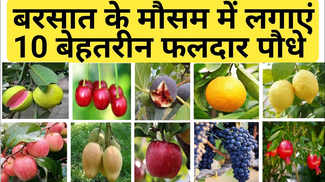 बरसात के मौसम में गमले में लगाइए यह 10 बेहतरीन फलदार पौधे || MY 10 BEST FRUITS PLANTS@HomeGarden26