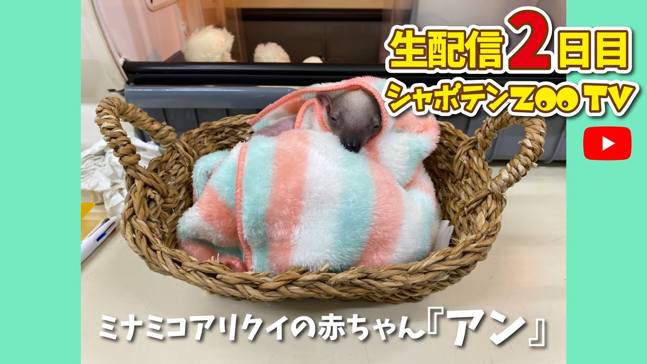 【2日目生配信アーカイブ②】ミナミコアリクイの赤ちゃん『アン』の覗き部屋