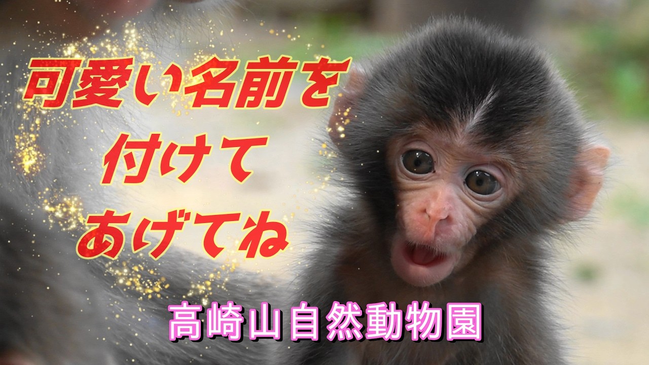 あなたが考えた名前が赤ちゃんザルの名前になるかも？ 【高崎山自然動物園 モンキーパーク】