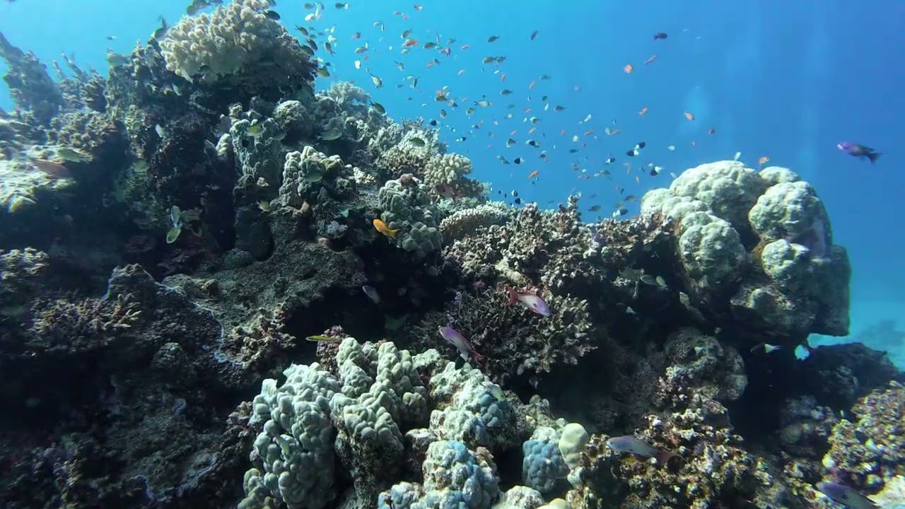 Samadai Reef (diving)